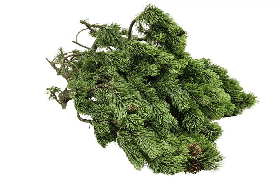 pflanztopf ton glasiert NEU !! 2. Wahl !! Blumentopf winterfest hellbraun glasiert ø ca. 22 cm – La  Casa main image 0