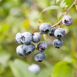 BIO Vaccinium corymbosum Hortblue Petite