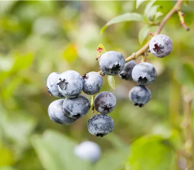 BIO Vaccinium corymbosum Hortblue Petite
