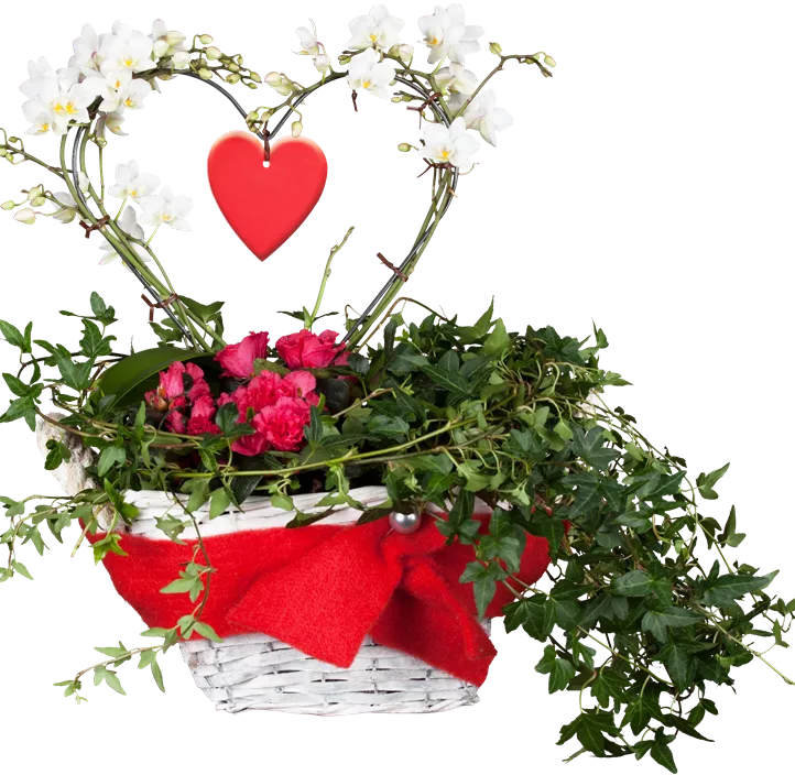 Kleinblumige Schmetterlingsorchidee Kleinblumige Schmetterlingsorchidee