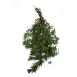 Pinus Strobus Handbund Pinus Strobus Handbund