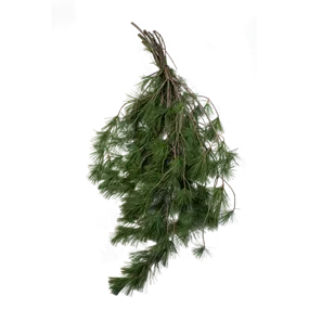 Pinus Strobus Handbund Pinus Strobus Handbund