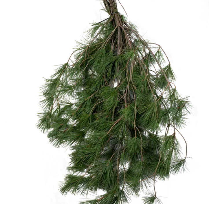 Pinus Strobus Handbund