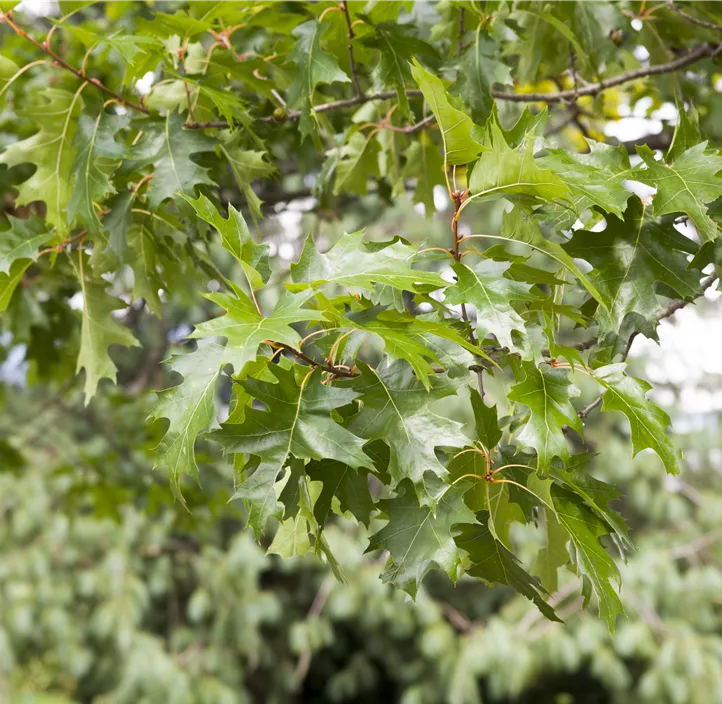 Quercus