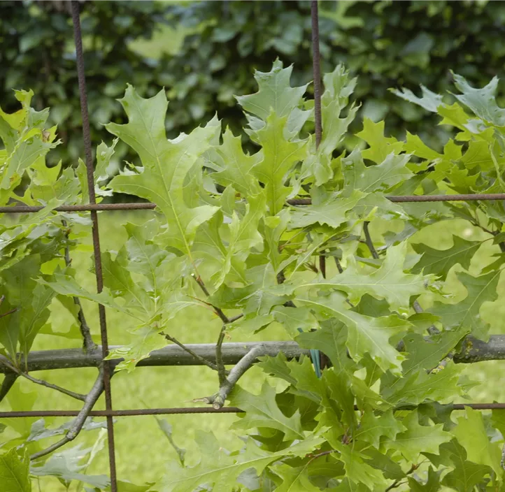 Quercus