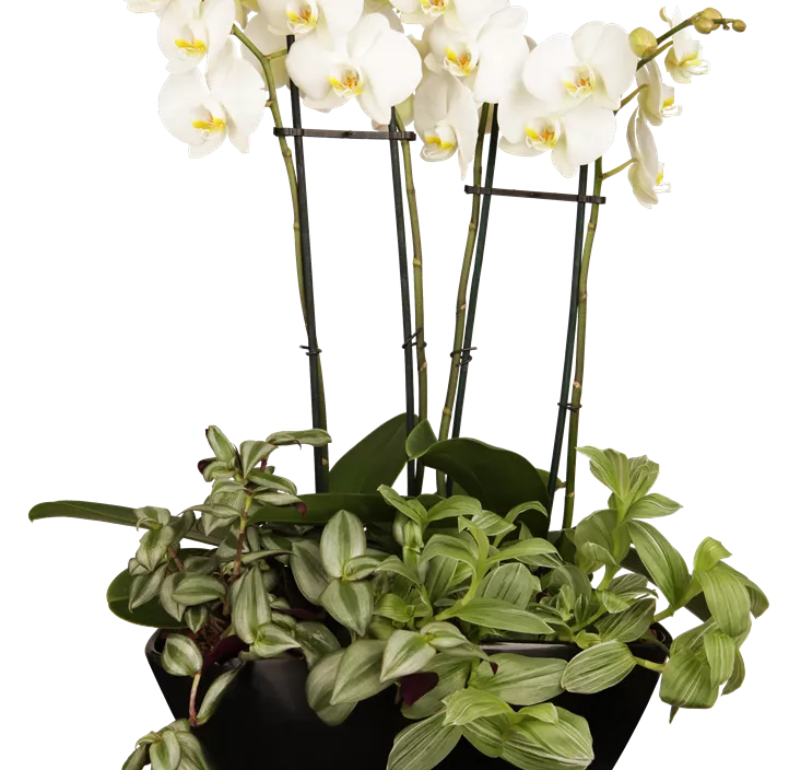 Kleinblumige Schmetterlingsorchidee Kleinblumige Schmetterlingsorchidee