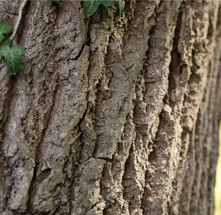 Quercus