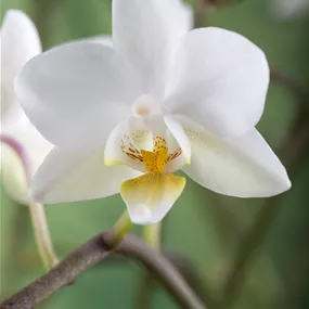 Phalaenopsis Hybride multiflora