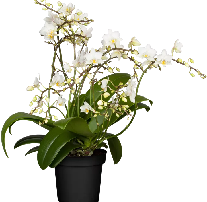 Kleinblumige Schmetterlingsorchidee Kleinblumige Schmetterlingsorchidee