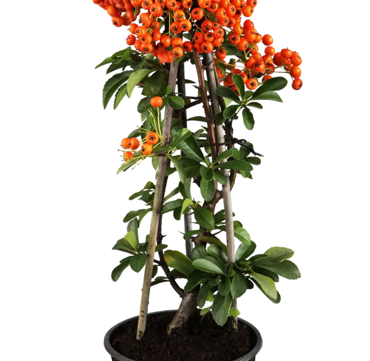 Pyracantha