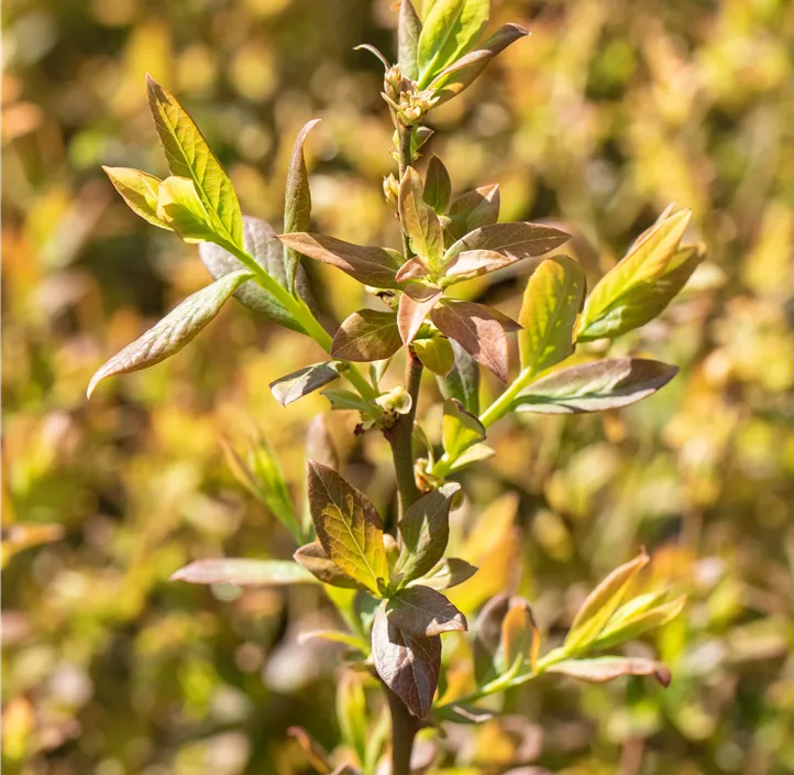 Heidelbeere 'Elisabeth' Heidelbeere 'Elisabeth'
