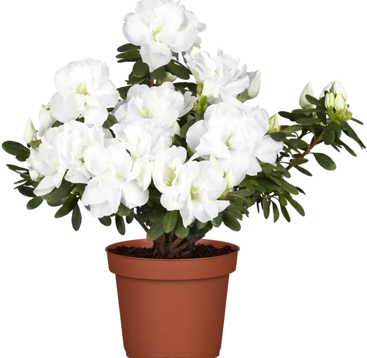 Zimmerazalee 'Noralinde'® Zimmerazalee 'Noralinde'®