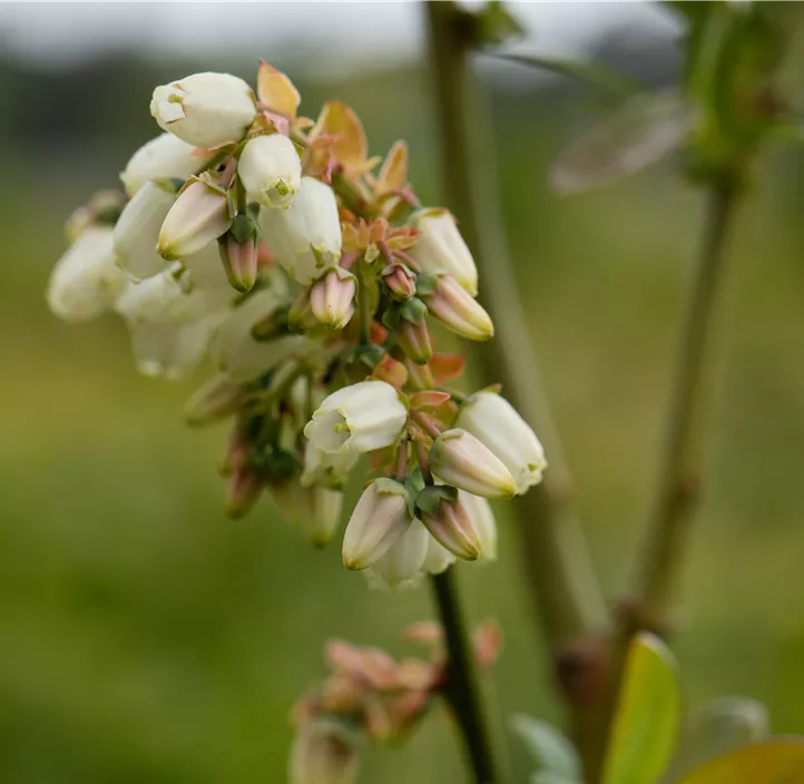 Heidelbeere 'Elisabeth' Heidelbeere 'Elisabeth'