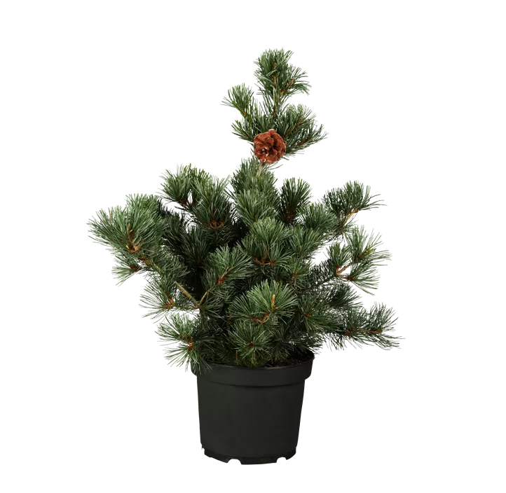 Mädchenkiefer 'Negishi' blau