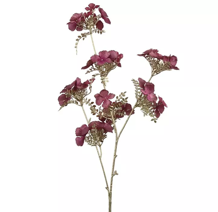 Hydrangea
