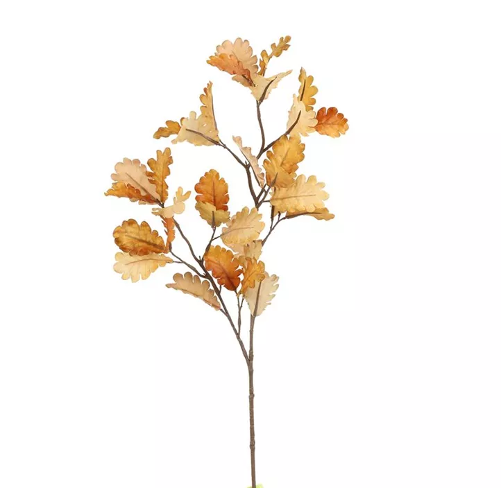 Quercus