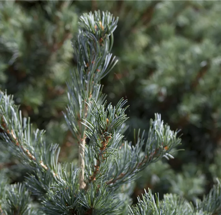 Blaue Mädchenkiefer 'Negishi'