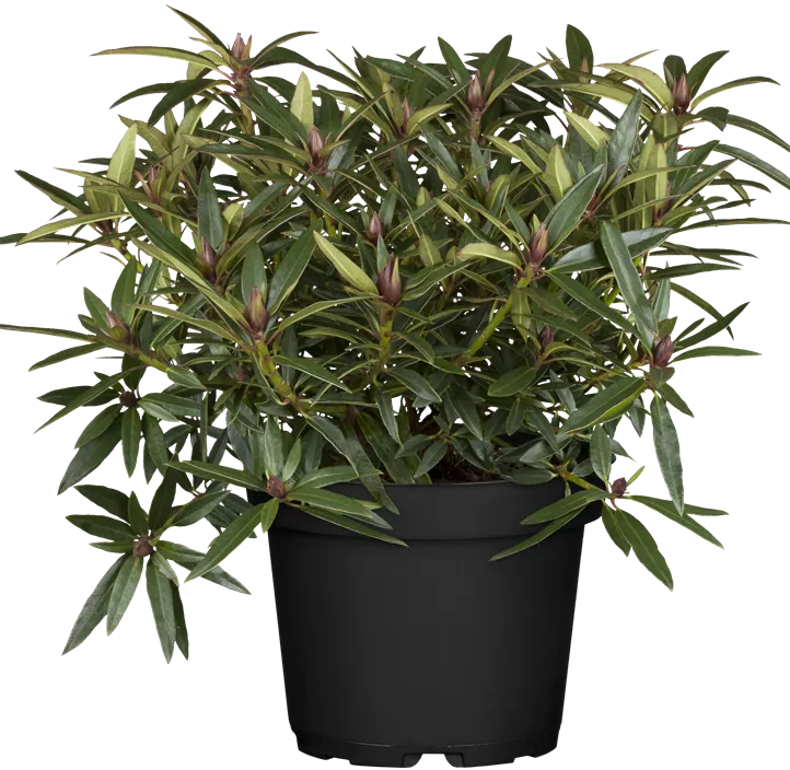 Pontischer Rhododendron 'Graziella'