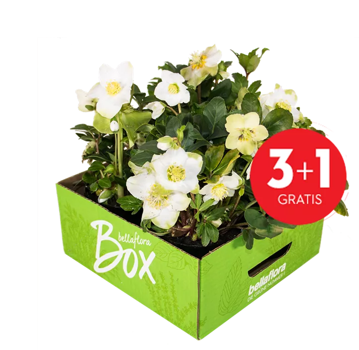 Christrose 'Christmas Carol' Christrose 'Christmas Carol'