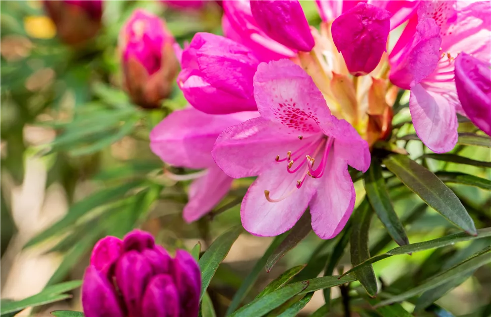Rhododendron Hybride 'Graziella' sense, Pontischer Rhododendron 'Graziella'  - Bellaflora