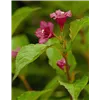 bellaflora Gartencenter GmbH