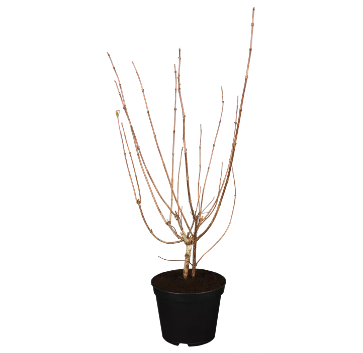 Weigelie 'Bristol Ruby'®