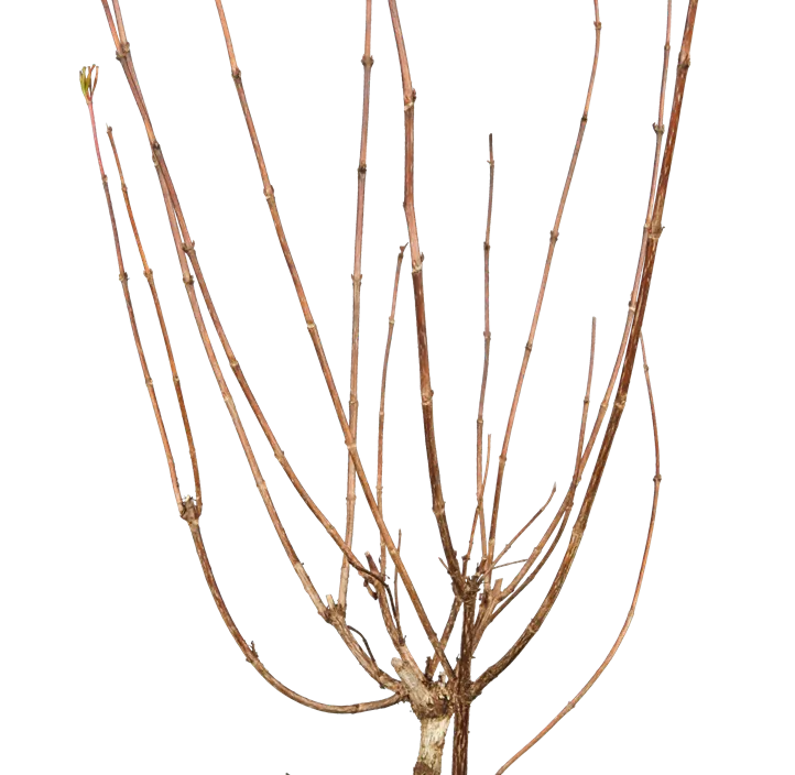 Weigelie 'Bristol Ruby'® Weigelie 'Bristol Ruby'®