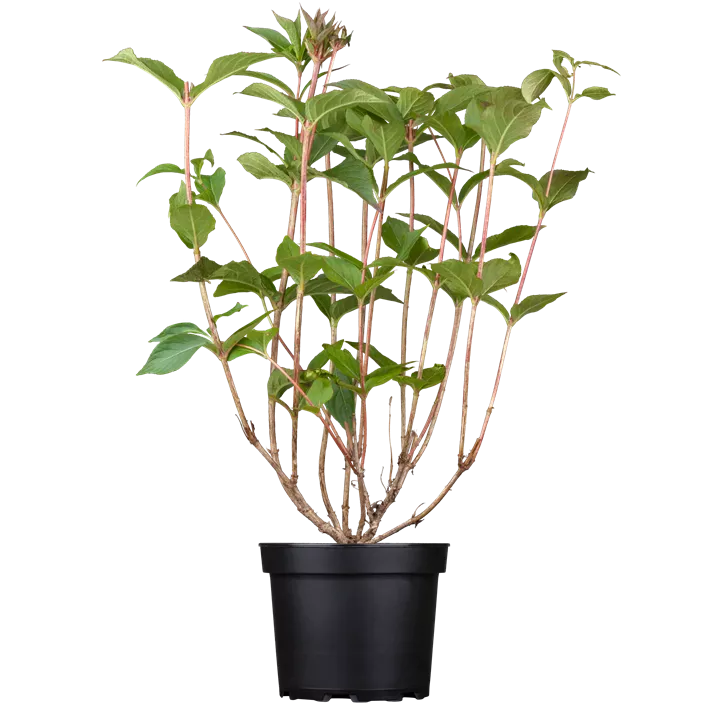 Weigelie 'Bristol Ruby'®