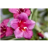 bellaflora Gartencenter GmbH