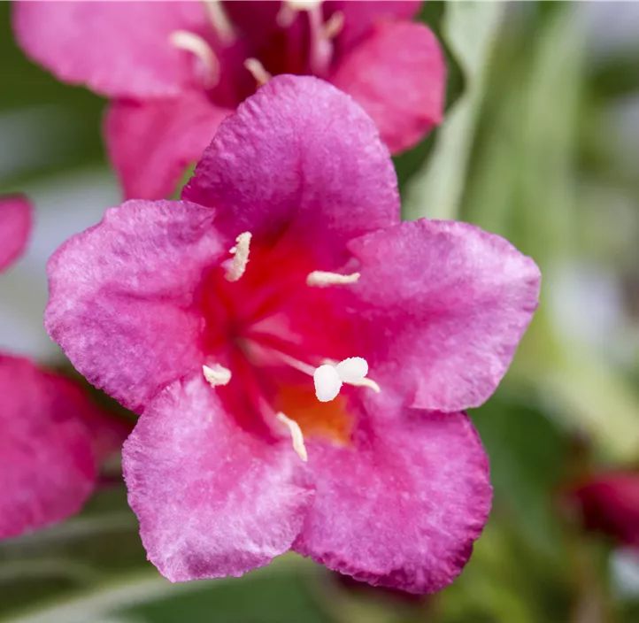 Weigelie 'Bristol Ruby'®