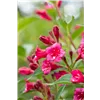 bellaflora Gartencenter GmbH