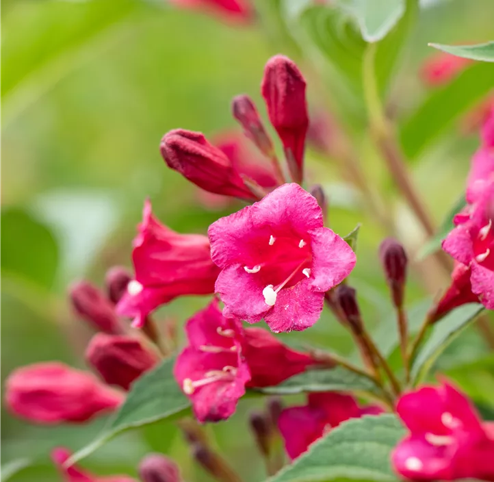 Weigelie 'Bristol Ruby'®