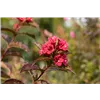 bellaflora Gartencenter GmbH