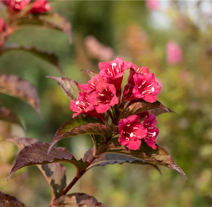 Weigelie 'Bristol Ruby'®