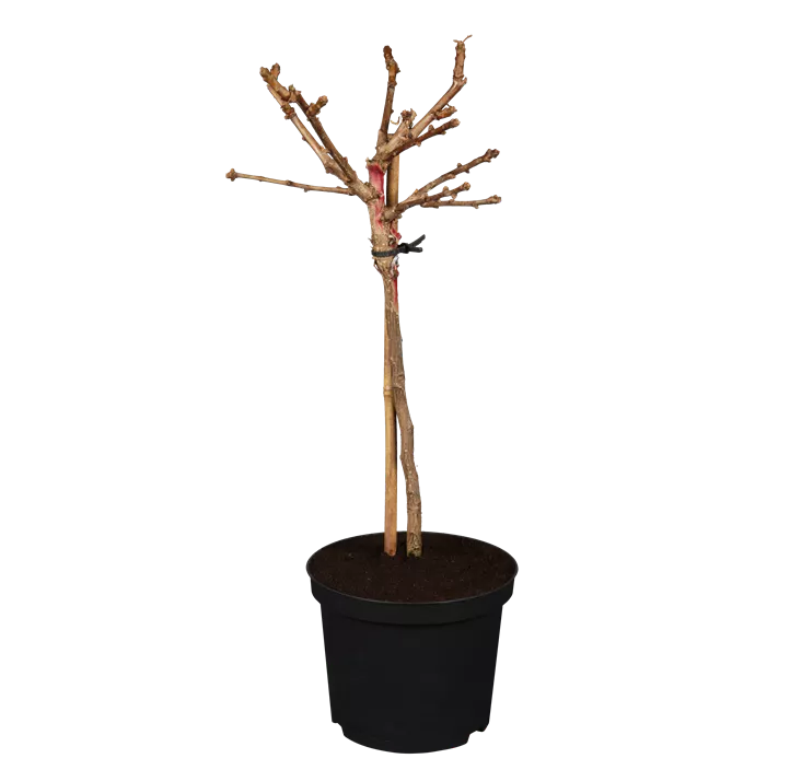 Fächerblattbaum 'Mariken'