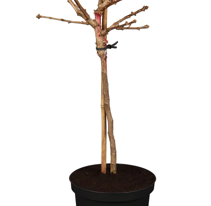 Fächerblattbaum 'Mariken'