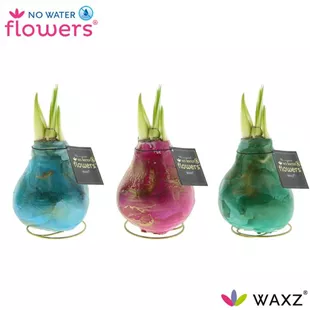 Hippeastrum Univerz® Saturnus Mix