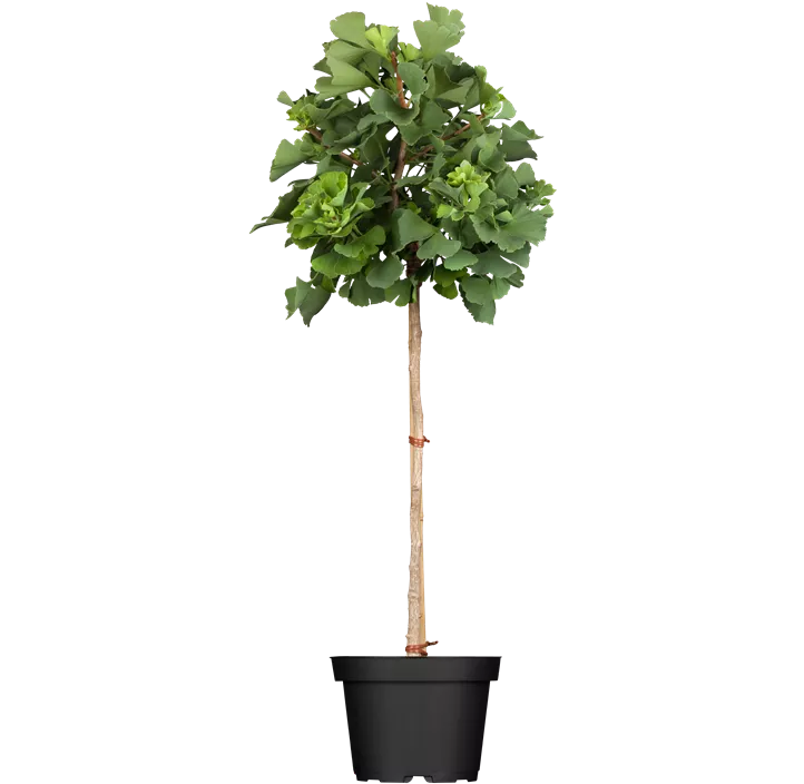 Fächerblattbaum 'Mariken'