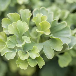Ginkgo biloba Mariken Stamm