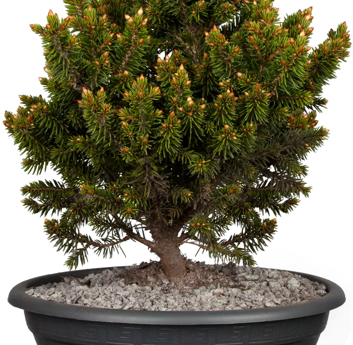 Gewöhnliche Fichte 'Will's Zwerg' Gewöhnliche Fichte 'Will's Zwerg'