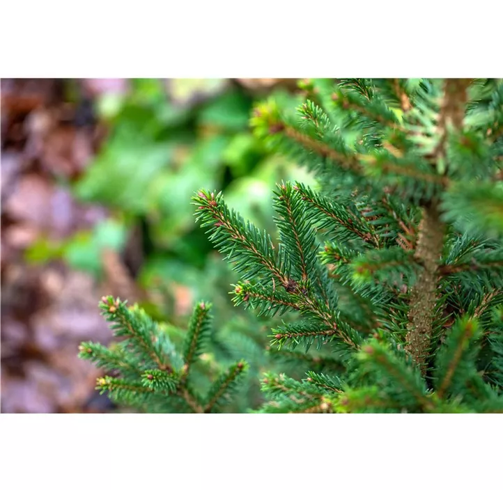 Gewöhnliche Fichte 'Will's Zwerg'