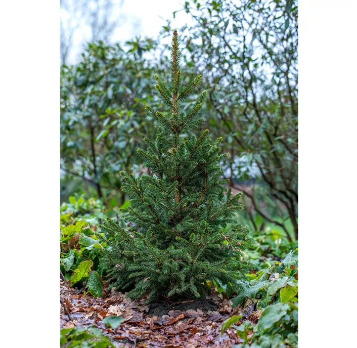 Gewöhnliche Fichte 'Will's Zwerg'