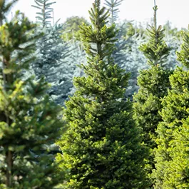 Picea abies Wills Zwerg