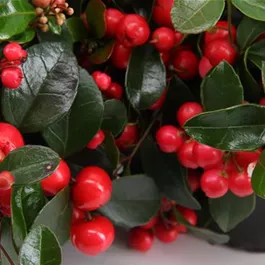 Gaultheria Big Berry