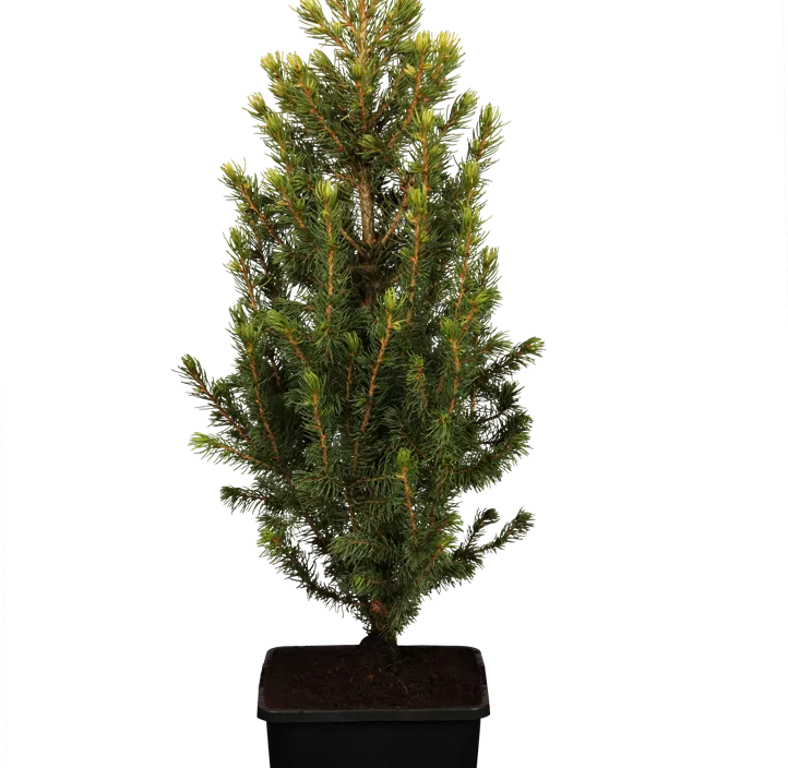 Weiß-Fichte Weiß-Fichte