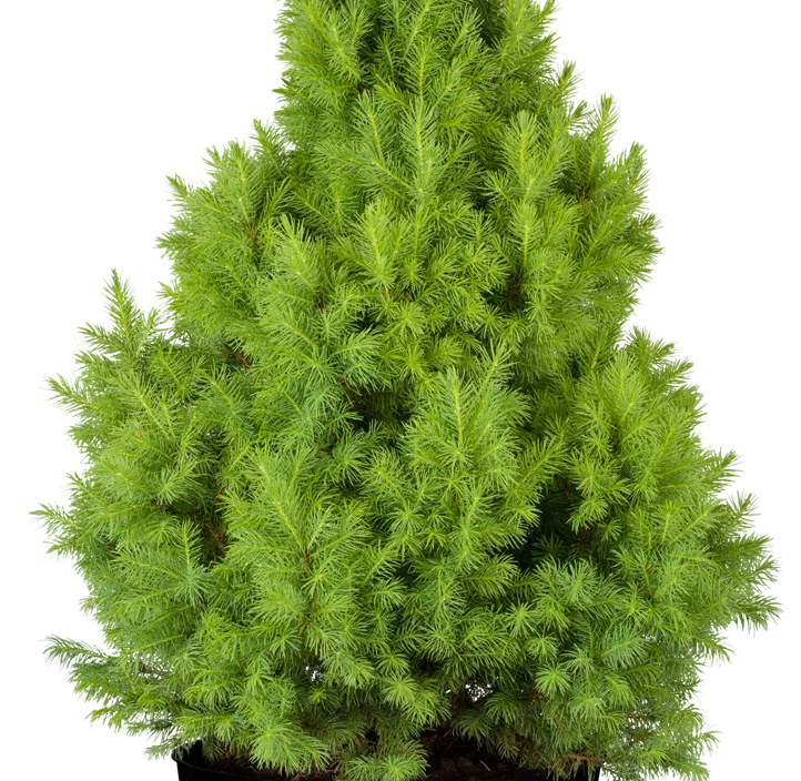 Weiß-Fichte Weiß-Fichte