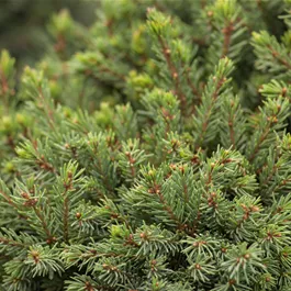 Picea glauca Perfecta