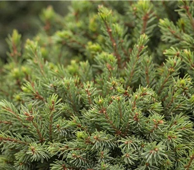 Picea glauca Perfecta
