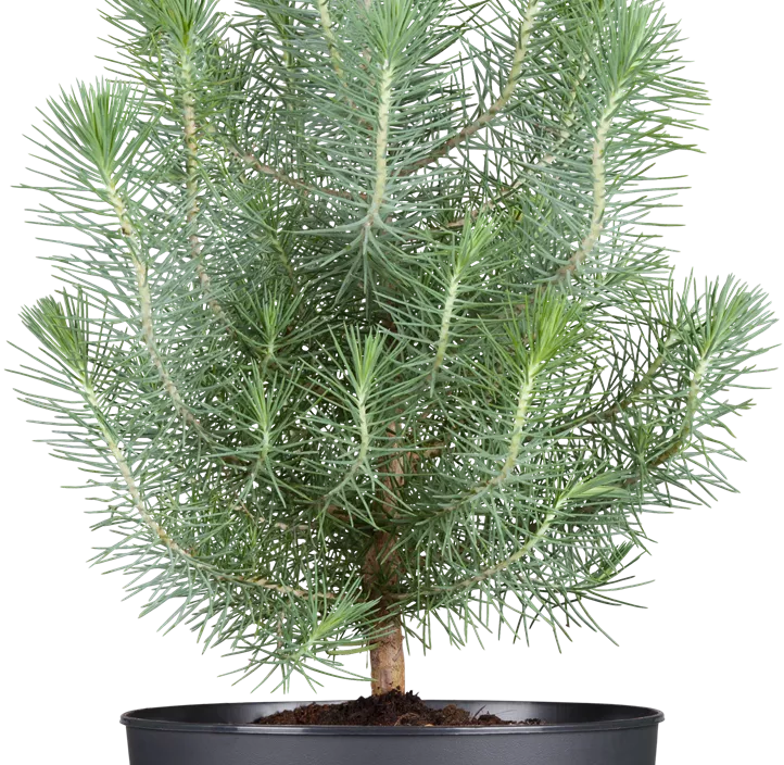 Pinie 'Silver Crest' Pinie 'Silver Crest'