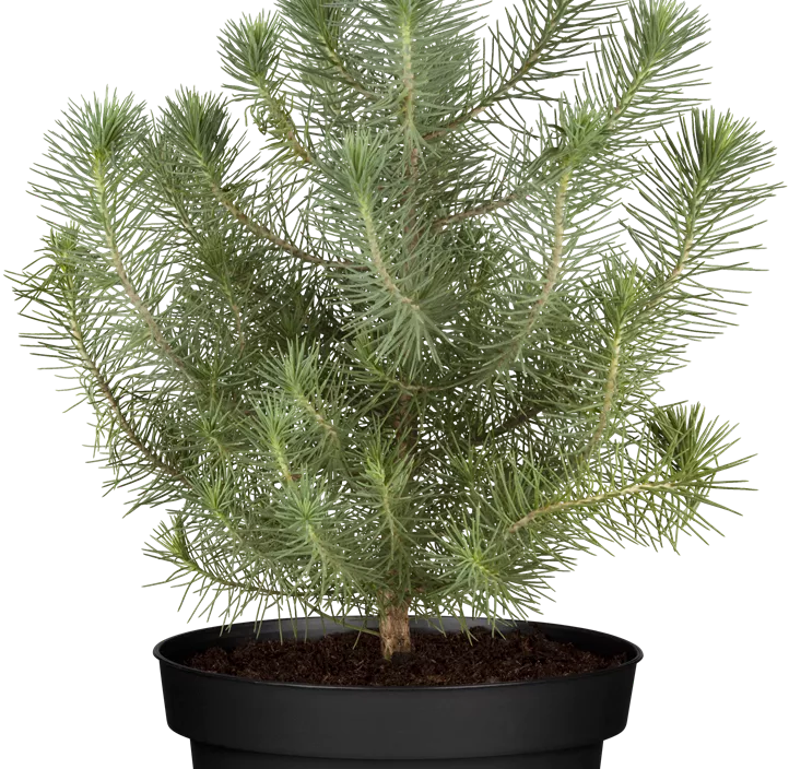 Pinie 'Silver Crest' Pinie 'Silver Crest'